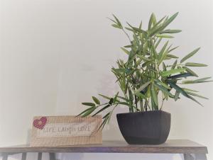 une plante assise sur une table en bois dans l'établissement The Senarth, à Llandudno