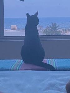 Sossego da Lana في فورتاليزا: قطة جالسة أمام نافذة تطل على المحيط