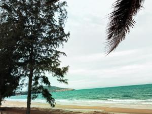 uma praia com uma palmeira e o oceano em Khu du lịch Biển Cát em Ấp Long Sơn