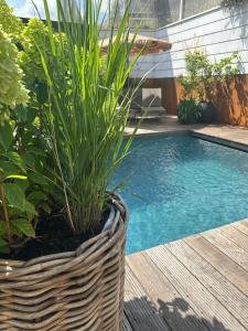 a basket of plants next to a swimming pool at NEOZONE Neostudio Malmedy in Malmedy