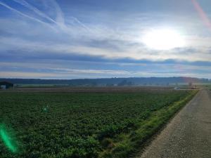 un campo de cultivos con el sol en el cielo en Ferienwohnung Belvie, en Butzbach