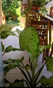 una planta con grandes hojas verdes sentada junto a una silla en D's Oceanview Beach Resort en Siquijor