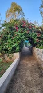 Lillypond Camp في Elmenteita: حديقة بها زهور وردية على جدار حجري