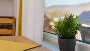 a plant sitting on a table next to a window at Weingut Roth in Kindel