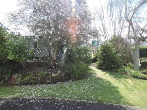 a yard with a tree and a stone wall at Maple Lodge Motel in Matamata