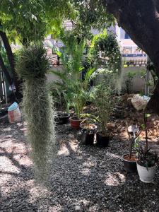 a group of potted plants in a garden at Villa Garden Apart & swimming pool in Kampot