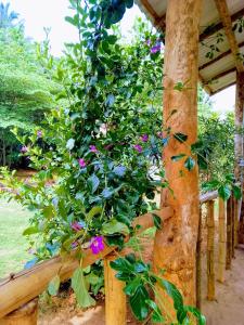 Zahrada ubytování Banana Shade Cottage