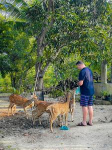 a man standing in front of a group of deer at Nehansa Resort and safari in Tissamaharama