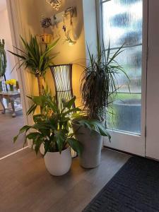 two potted plants sitting on a floor next to a door at Fairford House - 4 Bed House - Close to the Racecourse in Cheltenham