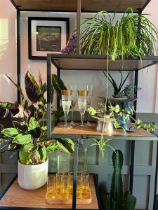a shelf with glasses and potted plants on it at Thistledown Lodge in Fethard on Sea