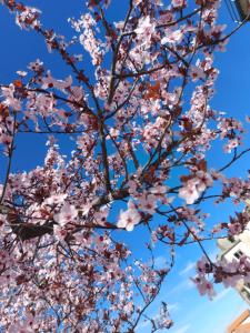 een boom vol roze bloemen tegen een blauwe hemel bij CoraçãoD´Ouro in Torre de Moncorvo