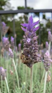 蒙特沃德的住宿－POUSADA GRESSONEY MOUNTAIN，紫色的花,上面有蜜蜂