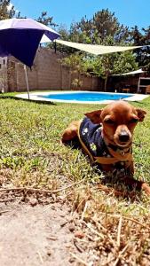 a small brown dog laying in the grass at Las toscas casa con piscina in Las Toscas