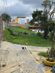 a dog is standing on a stone walk way at Finca de Descanso Villa Edelmira in Yumbo