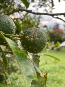 a green avocado hanging from a tree branch at Finca de Descanso Villa Edelmira in Yumbo