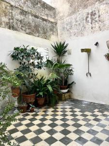 A garden outside Salento magic
