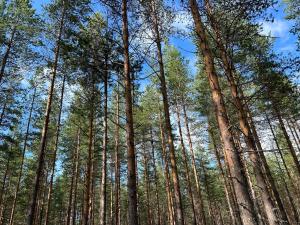 eine Gruppe großer Bäume in einem Wald in der Unterkunft Sixty Six Degrees North - Lapland Home & Forest in Överkalix