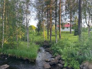 a stream in the middle of a forest with trees at Sixty Six Degrees North - Lapland Home & Forest in Överkalix