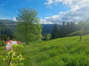 a field of green grass with a tree in the background at Chalet Terejo & spa in Ventron