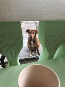 a brown dog looking through a hole in a table at Andre's Guest House in Negril