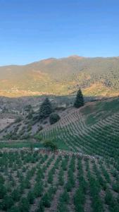 an open field of crops with mountains in the background at Welkom ketama bro in Ketama