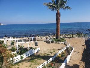 eine Palme neben einem Strand mit Meer in der Unterkunft GIANGY HOME in Casteldaccia