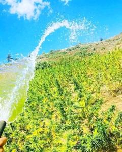 a field of plants with a wave in the sky at Ketama Hermanos hutile in Tlata Ketama