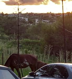 uma vaca a andar na relva perto de carros em Habitación En La Casita de Marley em Villa Carlos Paz