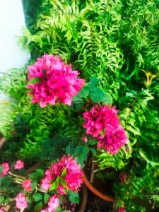 un grupo de flores rosas frente a plantas verdes en The two bedroom homestay en Madikeri