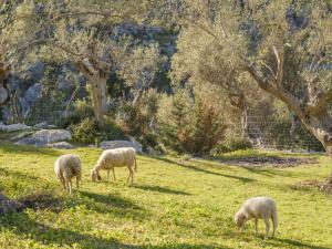 un grupo de pastoreo de ovejas en un campo en Agroturismo Muleta de Ca S'hereu, en Puerto de Sóller