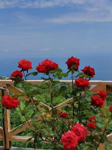 een groep rode rozen voor een hek bij Θαλλώ Luxurious Villa in Tsagarada