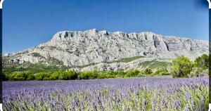 um campo de flores roxas em frente a uma montanha em Joli Studio avec cuisine 1 lit double de qualité piscine et parking gratuit em Aix-en-Provence