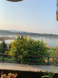 a bush with yellow flowers in front of a river at The White House in Chiang Khan