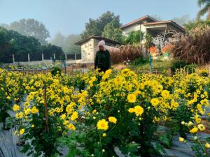 una persona parada en un jardín con flores amarillas en ระเบียงดอยโฮมสเตย์, en Wiang Pa Pao