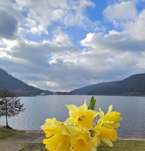un fiore giallo seduto sull'erba vicino a un lago di Les yeux du lac a Gérardmer