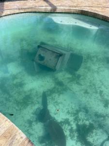 夏洛特港的住宿－Water Front Tracer RV by Glampers Camp，水中鲨鱼的游泳池