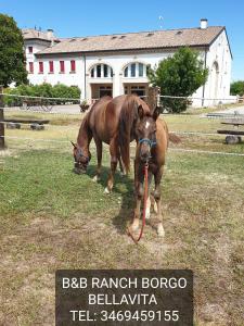 un caballo marrón parado en la hierba con su cabeza en Ranch borgo bella vita, 