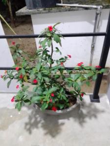 une plante avec des fleurs rouges dans un pot dans l'établissement Saimon Villa, à Mirissa
