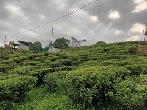 ein großes Feld von grünen Büschen auf einem Hügel in der Unterkunft Shriya Homestay in Kurseong
