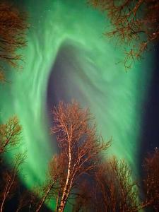 a group of trees with the aurora in the sky at Leilighet i nord in Tromsø