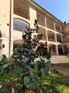 un cespuglio con fiori di fronte a un edificio di Casa Valduggia a Valduggia