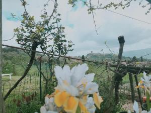 a view of a vineyard with flowers in the foreground at I Castagnini in Montecatini Val di Cecina