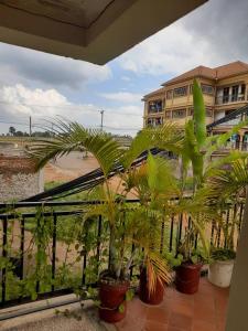 a group of palm trees in pots on a balcony at Nelly Apartments in Mbale