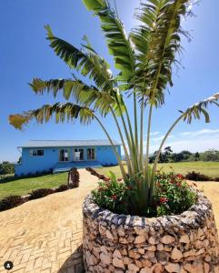 a palm tree in a stone planter in front of a house at Finca Jasmat in Cabrera