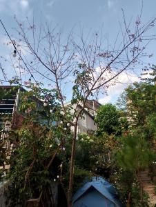 大叻的住宿－Dalat Inn ez home，院子里的一棵树和一个蓝色的帐篷
