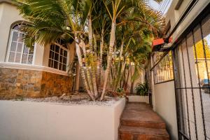 科潘省聖羅莎的住宿－Cozy Renting Casa，棕榈树在有走道的建筑前