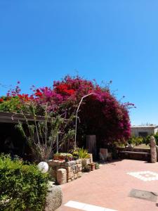 un jardín con flores rosas y una pasarela de ladrillo en Su Giardinu, en Girasole
