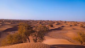 eine Wüste mit Bäumen und Sanddünen in der Unterkunft Nomad Life Style in M’hamid El Ghizlane