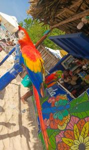 a colorful parrot standing on a chair on the beach at Vista Linda Cabaña in Playa Blanca
