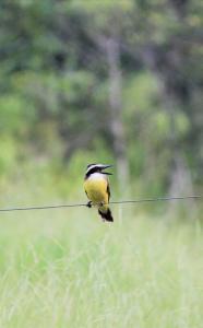 a small bird sitting on a wire at Sítio Paraíso Uberaba in Uberaba